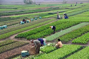 Hà Nội kêu gọi đầu tư vào 11 dự án nông nghiệp
